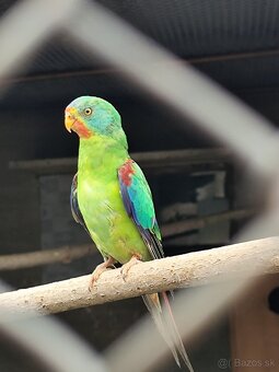 Predám - 2