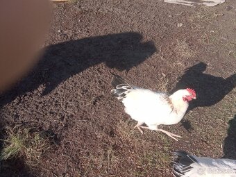 Predam mladeho kohuta - 2