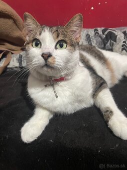 Darujem kocúrika - 2