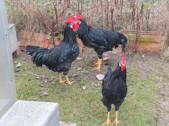 Predam mladych kohutikov - 2