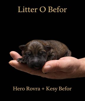 Nemecky ovčiak S PP - 2