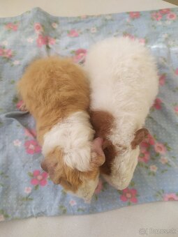 morčátka US Teddy kluci - 2