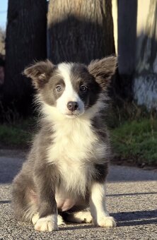 Border kólia,border collie,borderka bez PP - 2