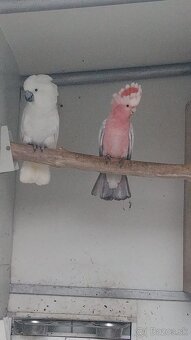 Kakadu inka/ ružový - 2