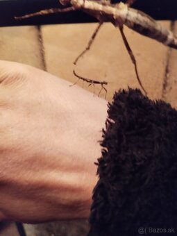 Pakobylka papuánska - 2