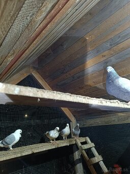 Darujem holuby - 2