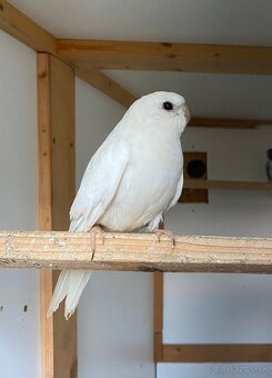 Neofema modrohlava výměna - 2