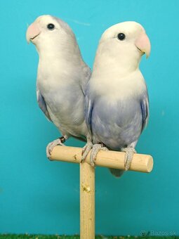Agapornis - 2