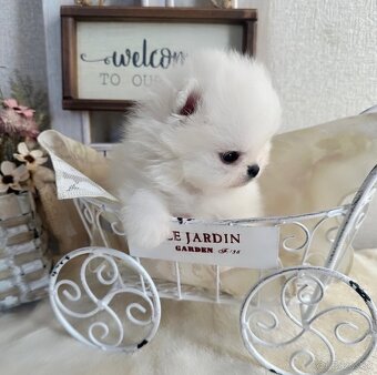 Pomeranian mini - 2