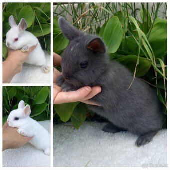 Mini zakrslé zajačiky s LO uškami. - 2