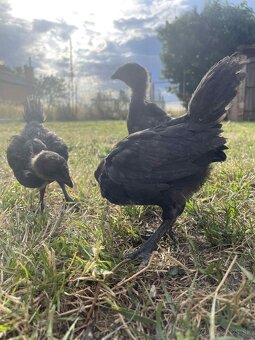 Ayam Cemani - 2
