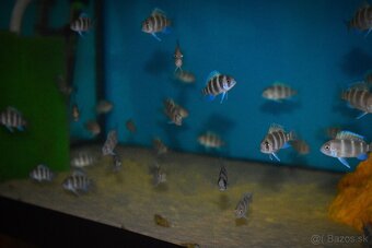 Cyphotilapia Frontoza Burundi - 2