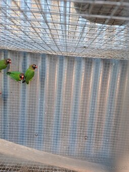 Agapornis Hnedohlavý -Samček aj Samička. - 2