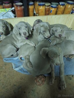 Waimarsky stavac - 2