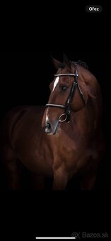 Juniorský valach - 2