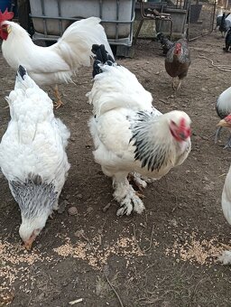 Predám pekného mladého kohuta - 2