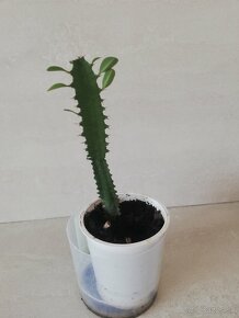 Kaktus - 2