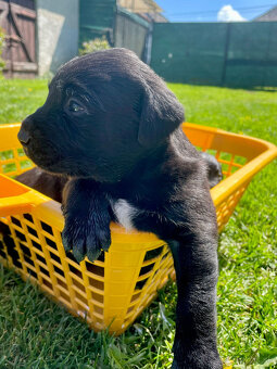 Labrador steniatka - 2