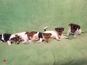 Jack russell terier. - 2