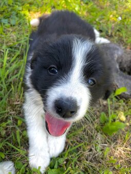 🐾 Na predaj šteniatka Border kólie 🐶 - 2
