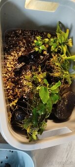 Anubias na koreňoch a dekorácie do akvária - 2