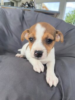 Jack Russel Terier - 2