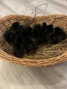 kuriatka -Ayam cemani - 2
