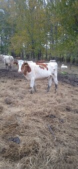 Predám jalovicu - 2