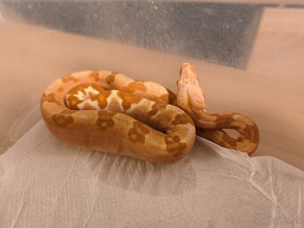 Velhad kralovsky sunglow - 2