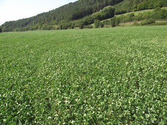 Predám v katastri obce Dolný Lieskov rovinatý pozemok - 2