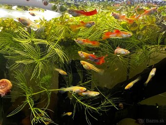 Gupky | Endlerky | Živorodky (NR) - 2