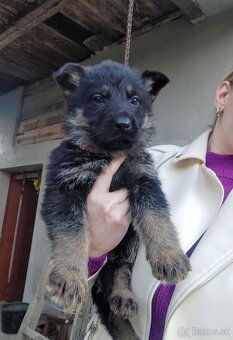 Šteniatka Nemeckého ovčiaka - 2