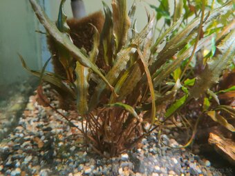 RASTLINY Z AKVARIA c - 2