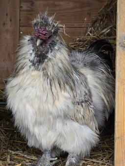 Hodvábnička - Kohút - 2