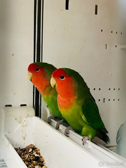 Agapornis Roseicollis - 2