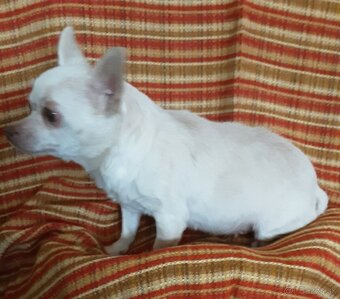 Dospelá fenka čivava - 2