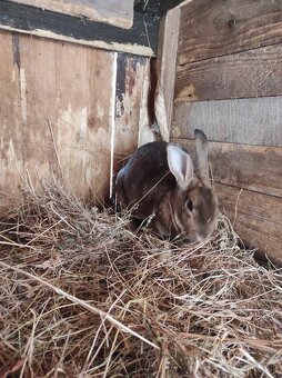 Predám králika - 2