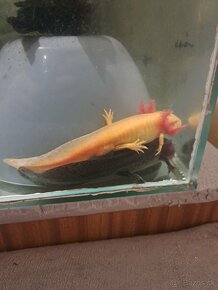 Axolotl Mexicky - 2