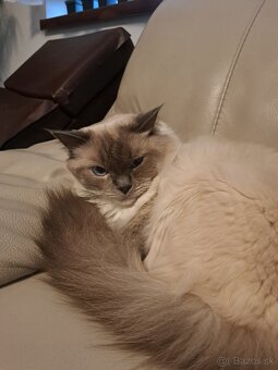 +++RAGDOLL+++ - 2