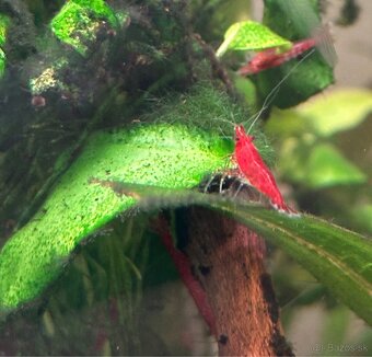Krevety neocaridina - 2