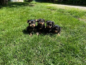 Yorkshire terrier , York, Jorkšír,Yorkshir - 2