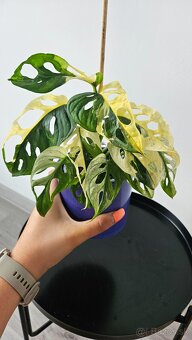 Monstera adansonii veriegata - izbova rastlina - 2