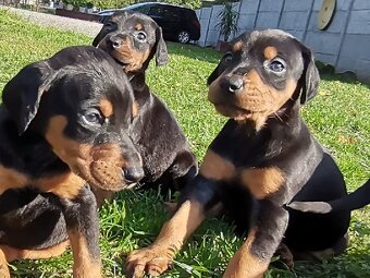 Doberman - 2