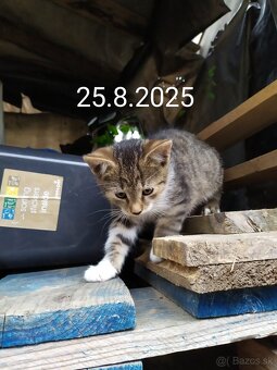 Darujem mačičky - 2