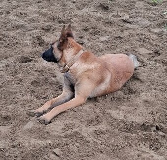 Belgický ovčiak - 2