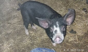 Odstavčata berksire - 2