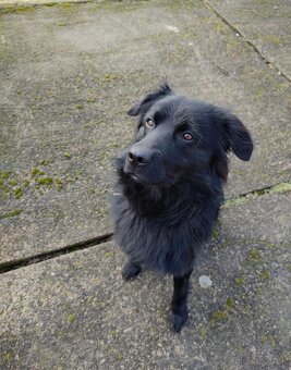 Darujem kríženca labradora - 2