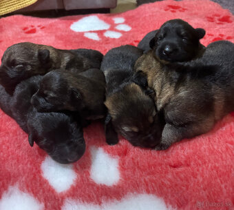Německý ovčák - štěňata s PP - 2