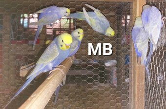 Dúhové andulky - 2