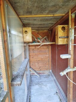 Neofema modrohlava prírodná - 2